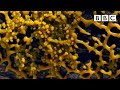 Experiments with LIVING SLIME have jaw dropping results! - BBC