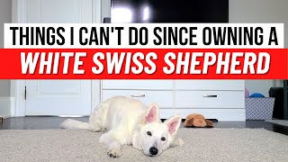 Things I can’t do anymore since owning a White Swiss Shepherd