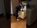 仁王立ちで水を飲む猫#うまい#うるおう
