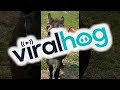 Donkey Has Something Urgent To Say || ViralHog