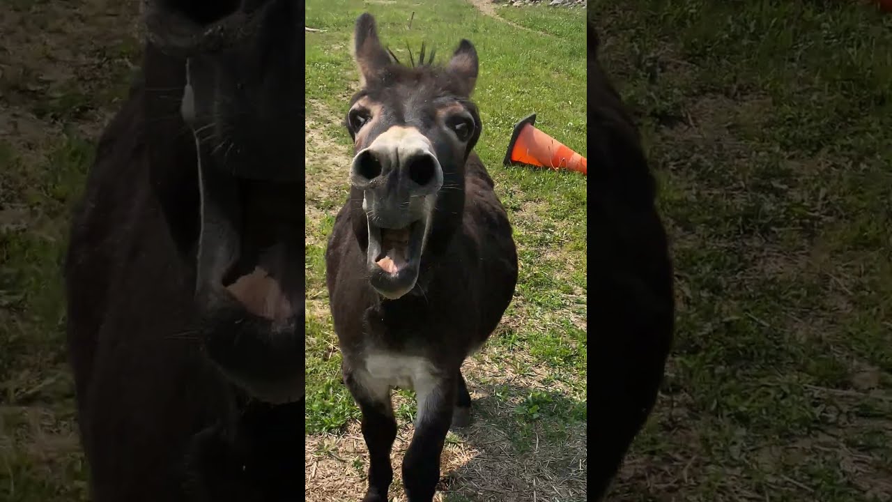 Donkey Has Something Urgent To Say ViralHog