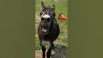 Donkey Has Something Urgent To Say ViralHog 