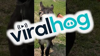 Donkey Has Something Urgent To Say || ViralHog