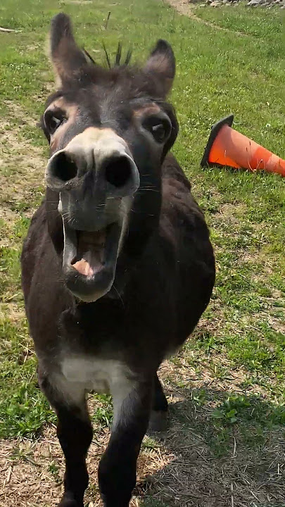 Donkey Has Something Urgent To Say || ViralHog