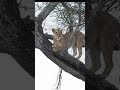 Tree climbing lions in Tanzania!