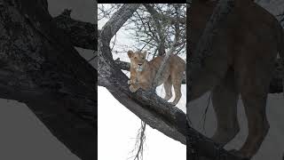 Tree climbing lions in Tanzania!