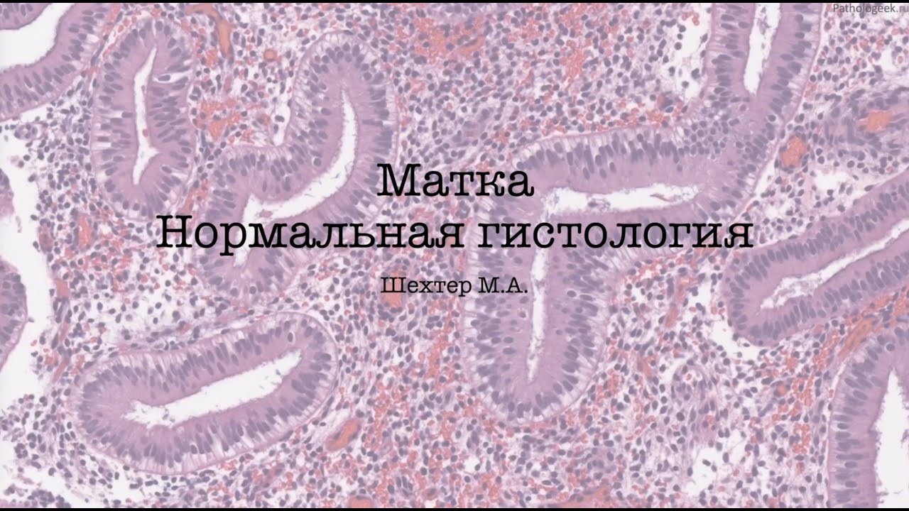 Матка. Нормальная гистология.