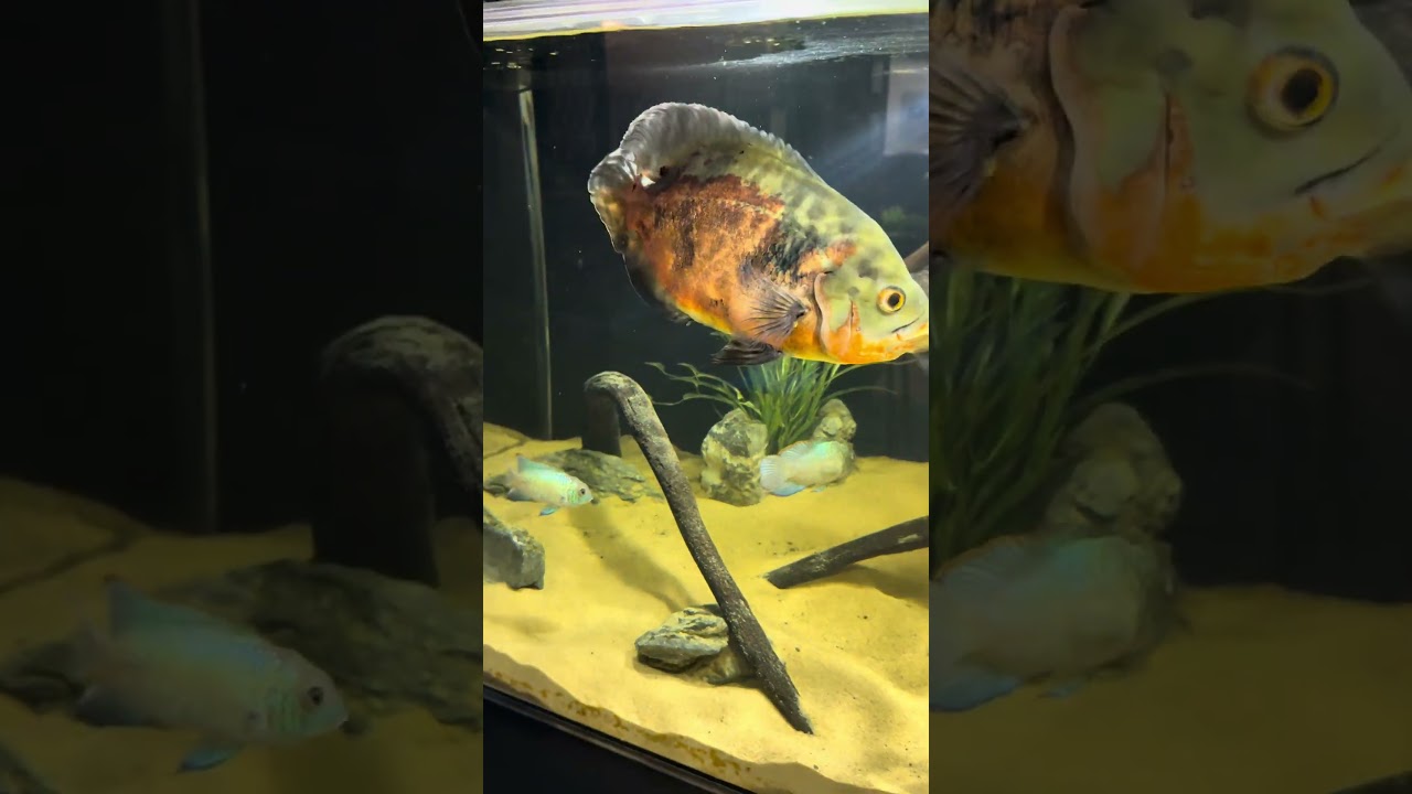 Cleaning the Big Fish Tank