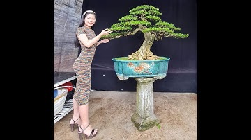 Bonsai Ứng | Giao lưu cùng ace cây nguyệt quế. Ace xin liên hệ 0934 094 679 Ứng. Xin cảm ơn !!!