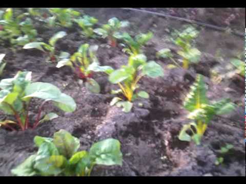 videos for cats Grandpas Organic Farm Video Update dec15th