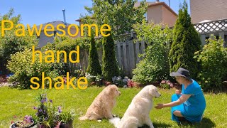 How dogs perform "paw" and "wait" commands