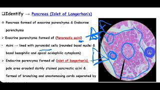 pancreas histo lab