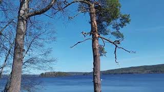 This Silent Forest Feels Like Therapy