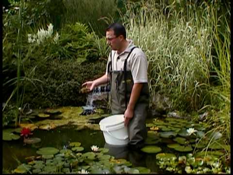 bassin d'eau et algues vertes