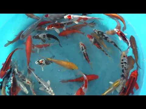 860 Yamasan exclusive