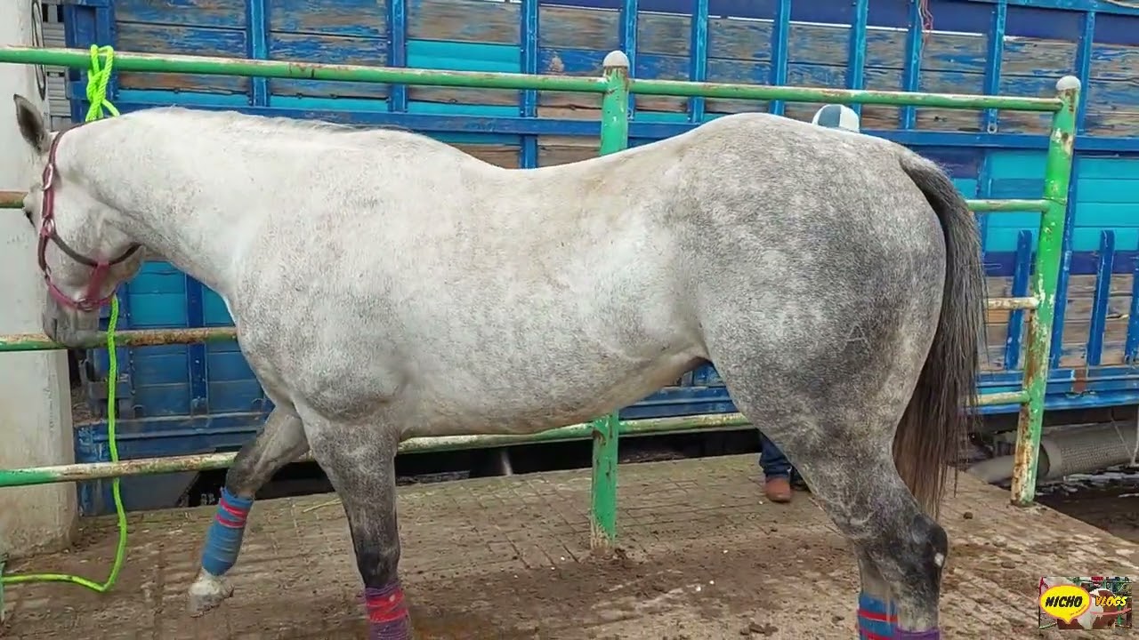INCREIBLES CUACOS EN LA PLAZA GANADERA DEL  PUENTE DE SAN BERNABE HOY LUNES.