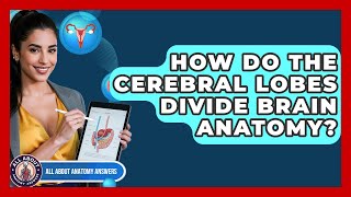 How Do The Cerebral Lobes Divide Brain Anatomy? - All About Anatomy Answers