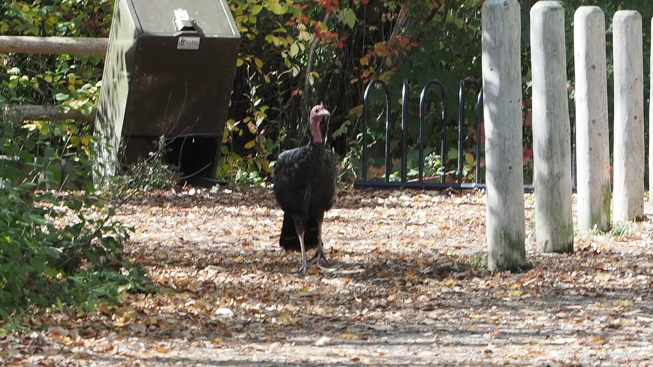 Wild Turkey, Mud Lake