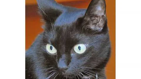 Watch the video about Black Burmese Kittens - Cat Pictures