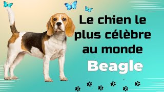 Beagle : Un chien adorable et joueur