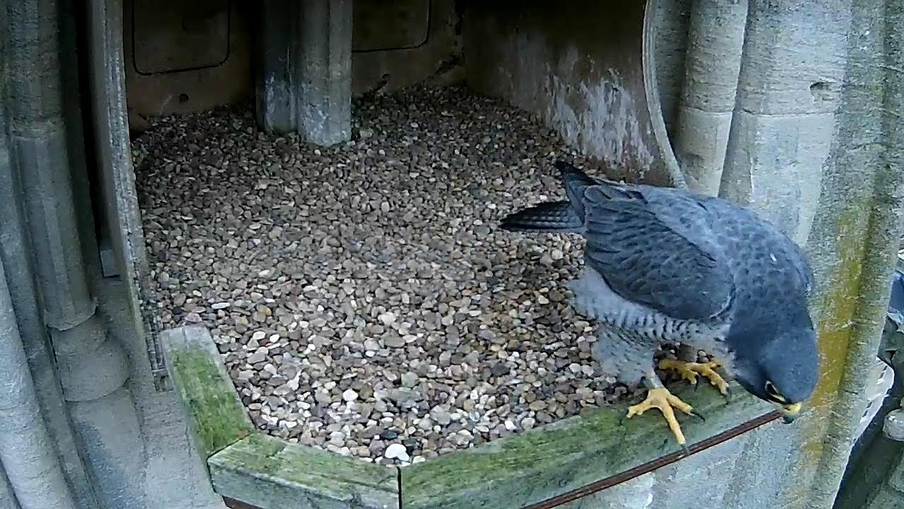 Bath Peregrines: Early nest box bonding session - 20190105 - YouTube