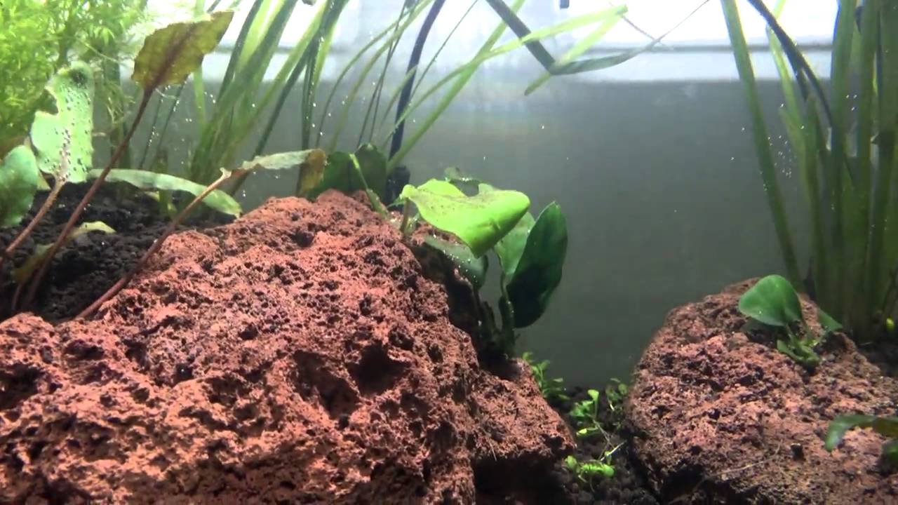 35L Nano Aquascape for Shrimp - After Setup - Dennerle ...