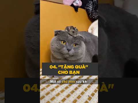 Video: 4 thói quen ngủ kỳ quặc của mèo