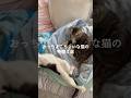 おっちょこちょいな猫の特徴3選 #猫 #ねこ #猫のいる暮らし #ねこのいる生活 #猫との暮らし #保護猫 #猫好きさんと繋がりたい #猫動画 #猫のいる生活 #ねこ動画 VOICEVOX:ずんだもん