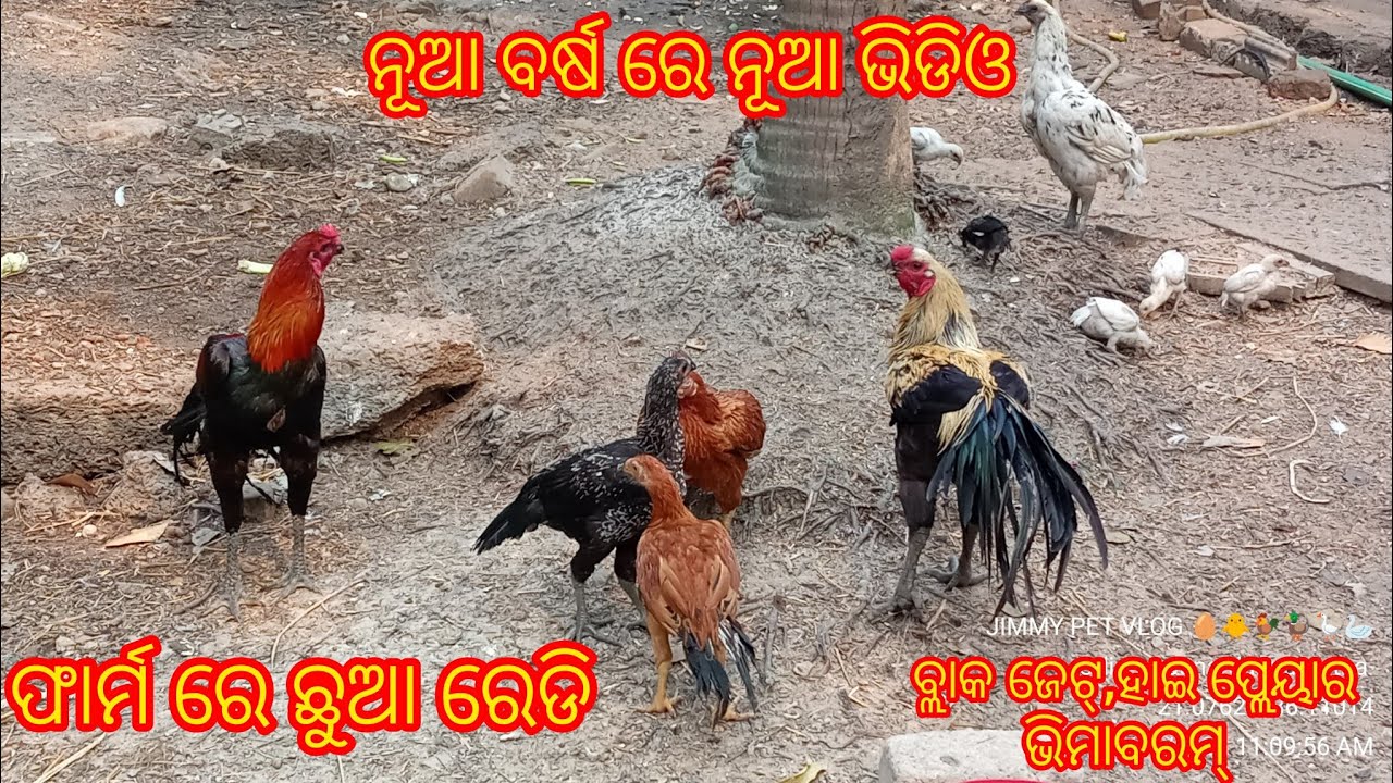 ନୂଆ ବର୍ଷ ରେ ନୂଆ ଭିଡିଓ।। ଫାର୍ମ ରେ କୁକୁଡ଼ା ଛୁଆ ରେଡି।।ଭିମାବରମ୍, ବ୍ଲାକ ଜେଟ୍, ହାଇ ପ୍ଲେୟାର।।(9040900440)