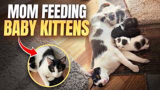     Mama Cat Feeding Her Hungry Baby Kittens 🐱🍼