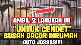 CARA CEPAT UNTUK CENDET YANG SULIT GACOR DIRUMAH/TERASAN RUMAH‼️