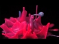 Canon Pixma Sound Sculptures (Music, "Anyone", by Keith Kenniff)