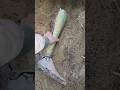 Это какой то жестяк Вытащил клад из ноги пирата Это какой то жестяк Вытащил клад из ноги пирата