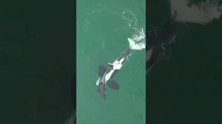 This Killer Whales Is So Big It Can Be Seen From Space