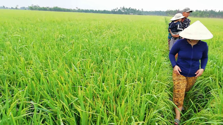 Bài văn tả cánh đồng lúa đang thì con gái