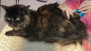 Senior kitty needs a helping hand