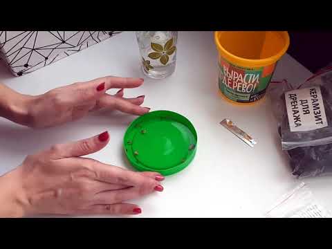 Как посадить Пихту, у себя дома?