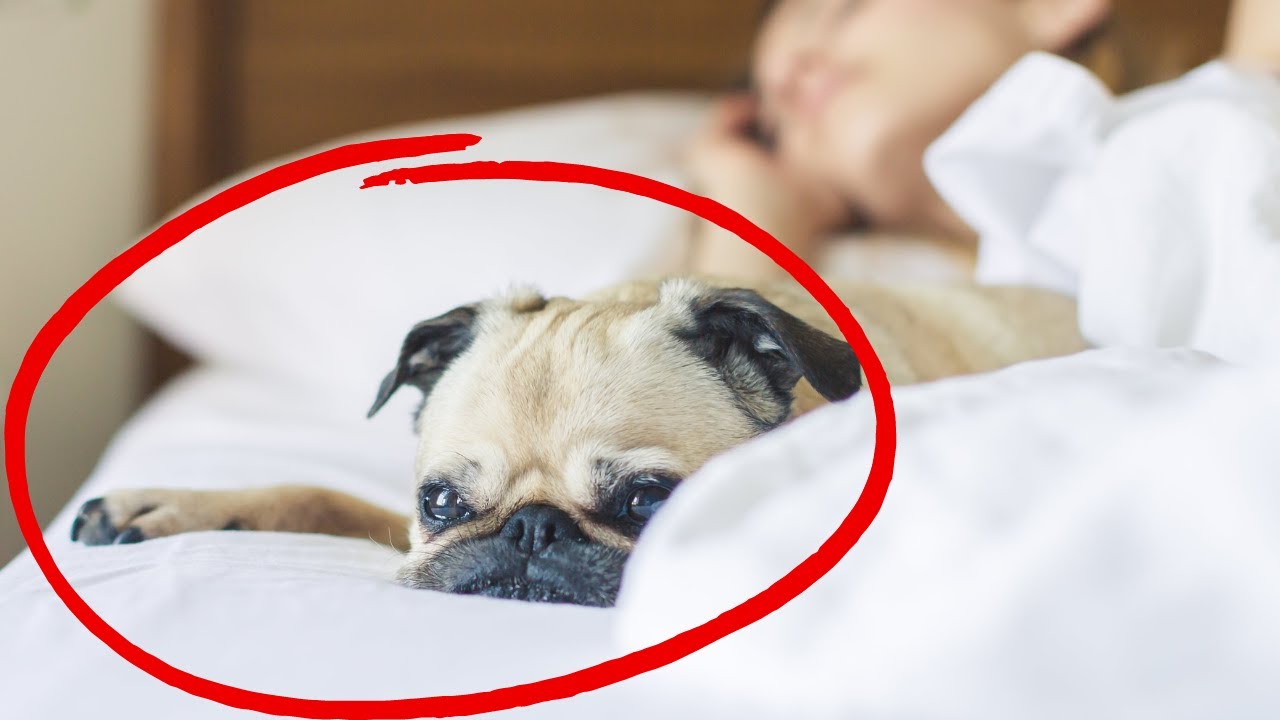 Where EXACTLY Does Your Dog Want to Sleep? And What It Reveals About