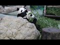 20221206 圓寶可感將分離 緊黏圓圓好甜蜜(早餐) Giant Panda Yuan Yuan &amp; Yuan Bao