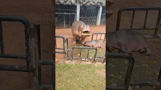 hippo ?| wild animals zoo animals hippo shorts shortsfeed viral 