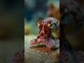 '¿El disfrazador más loco del océano? Cambia de forma como alien cute' #curiosidadesanimales
