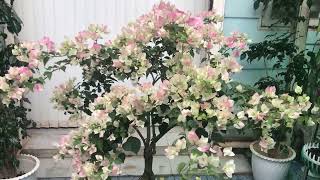 Hoa Giấy Phớt Hồng Sakura - Bougainvillea glabra
