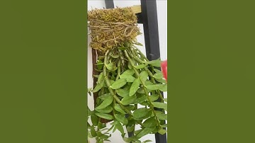 learning best simple tutorial how to growing longest dendrobium on wooden #orchid #short 😍😍🌱🌵🌵🌵🌱🌱
