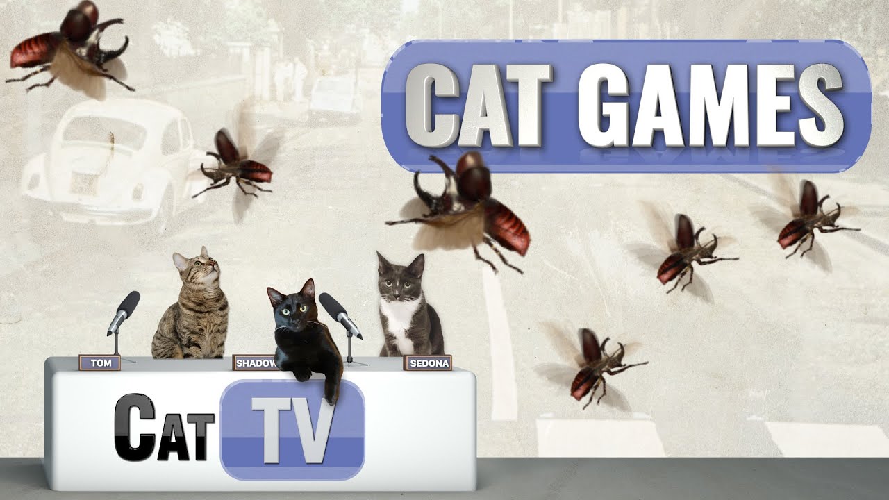 CAT Games TV Beetle Mania Rhinoceros Beetles in Flight 🪲🛫 Bug