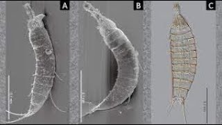 Phylum Kinorhyncha: Microscopic Mud Dragons