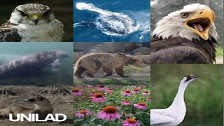 Animals That Were Saved By The Endangered Species Act || UNILAD by UNILAD 84 views 4 years ago 3 minutes, 11 seconds