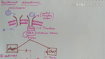 BACTERIAL CHEMOTAXIS WITH CSIR NET QUESTION
