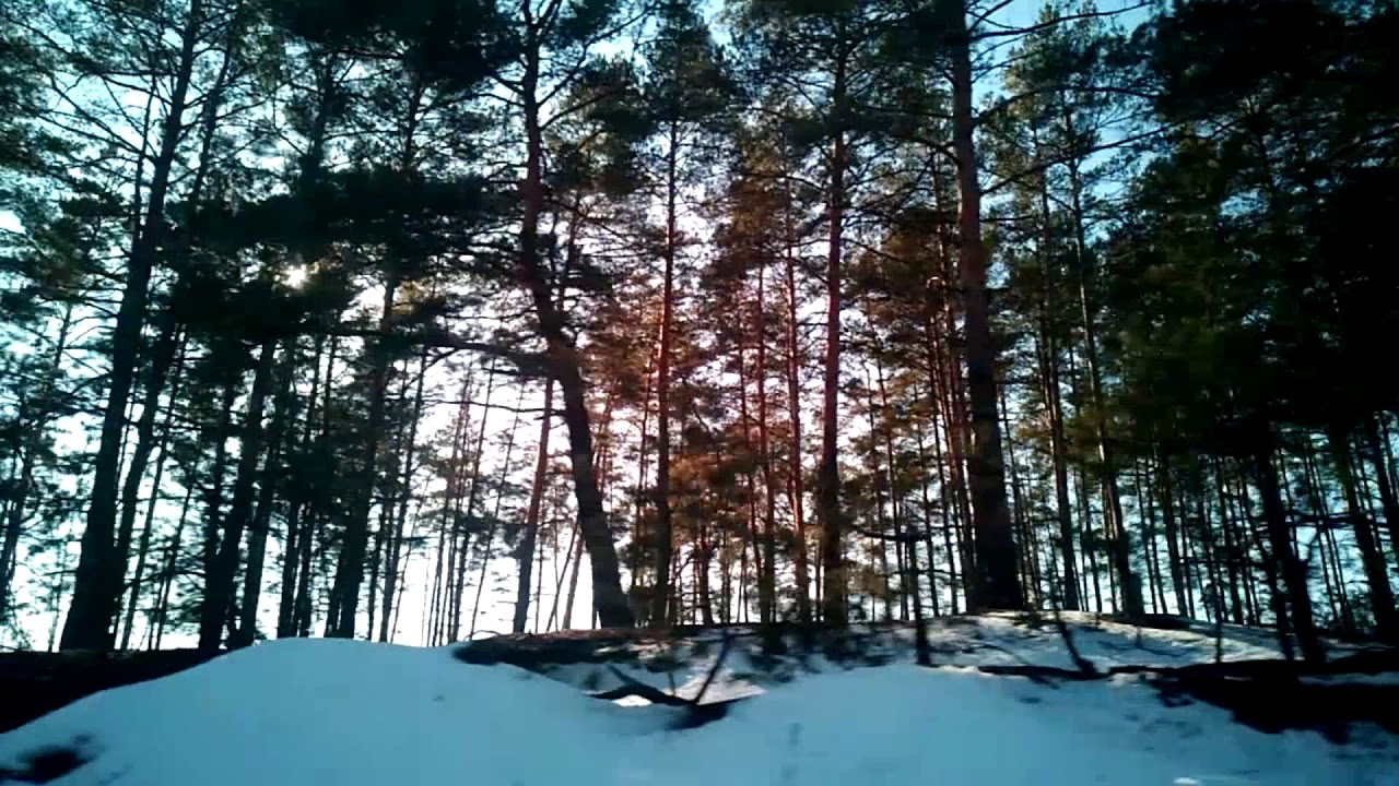 Тойота для леса