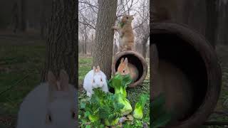 A Group Of Little Rabbits Who Love To Eat Green Vegetables#Rabbit  #Pets #Cute
