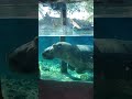 Busch Gardens #hippo